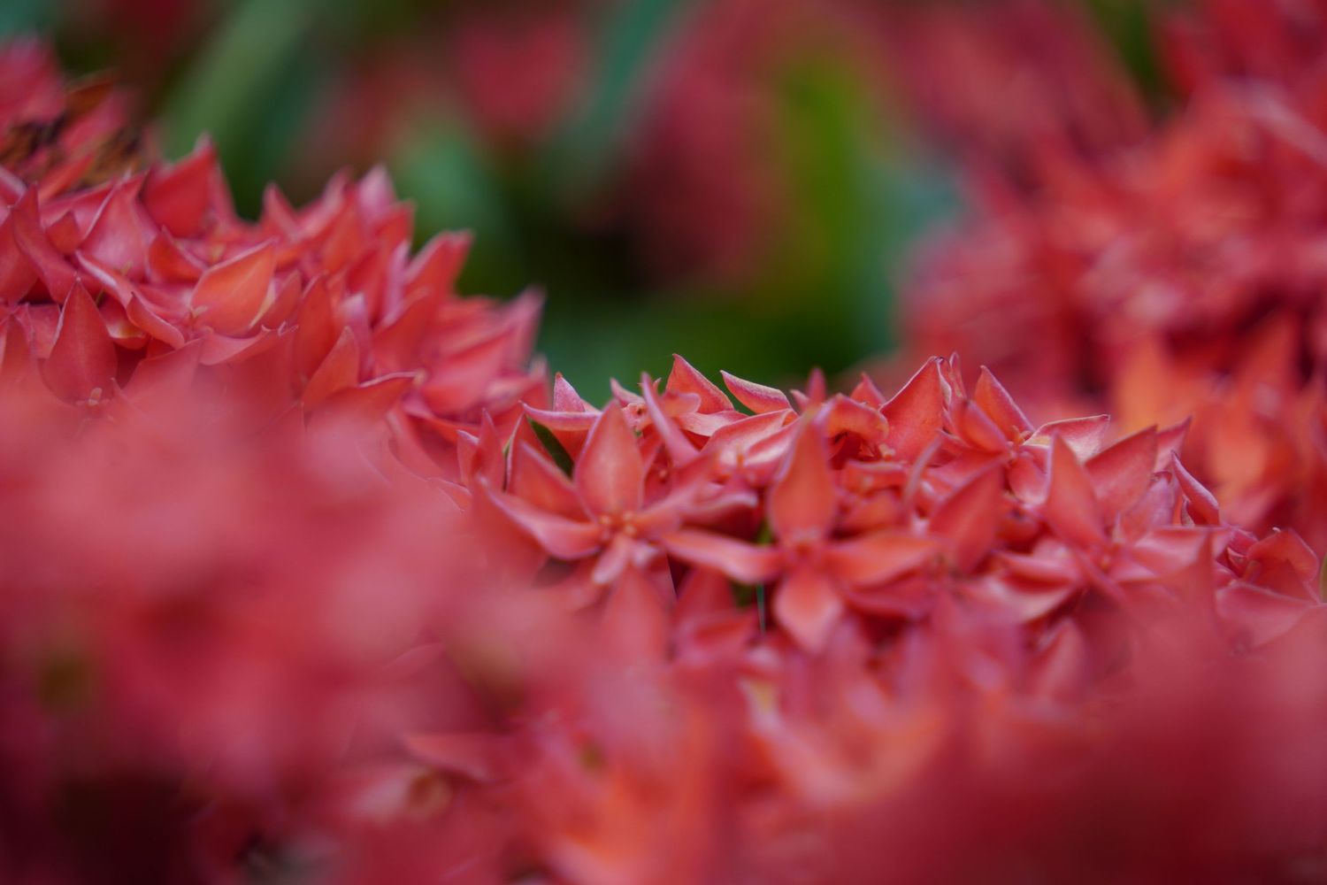 Macro shot of vibrant pink tropical flower petals with shallow depth of field.
