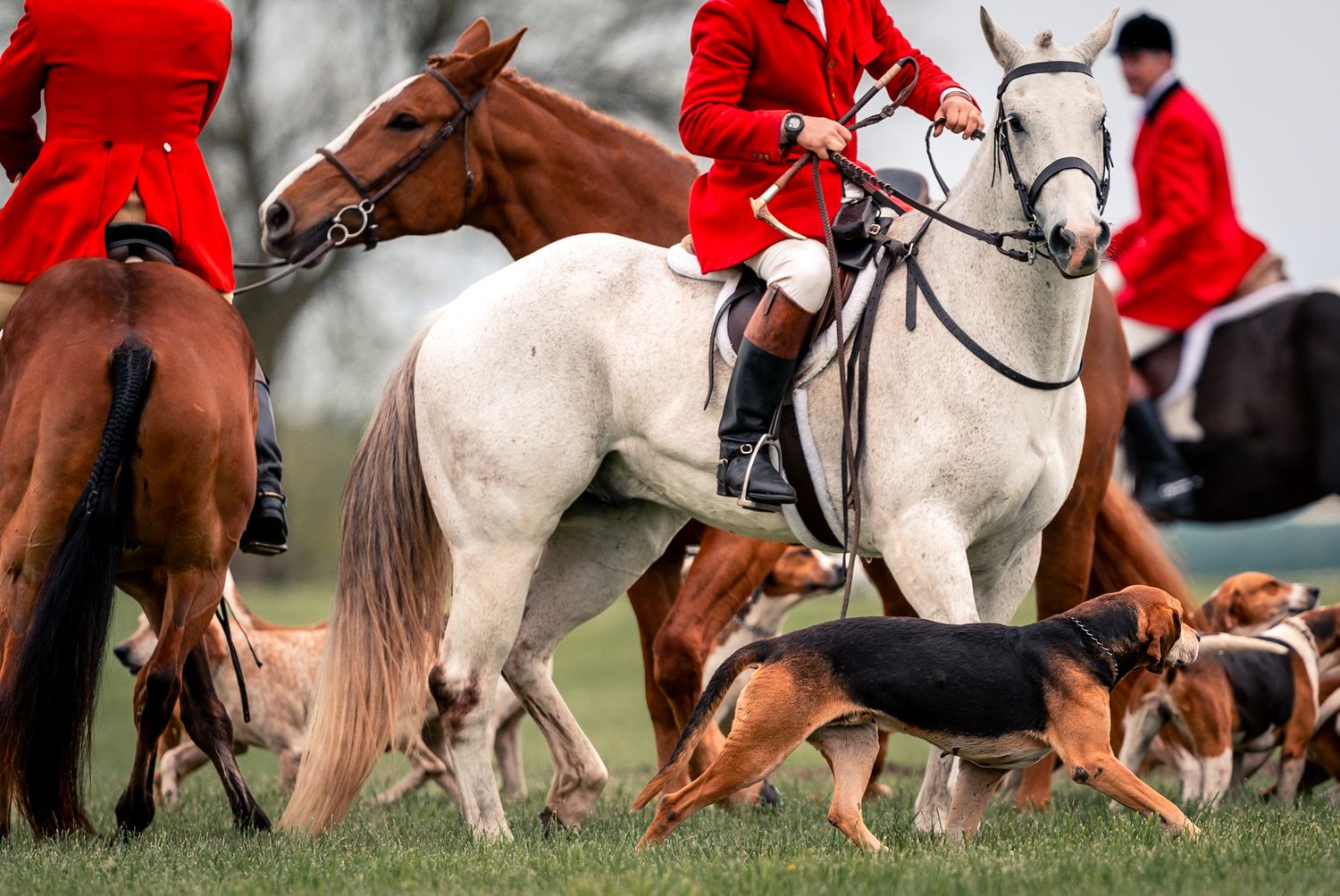 foxhunting equestrian fox hounds horses