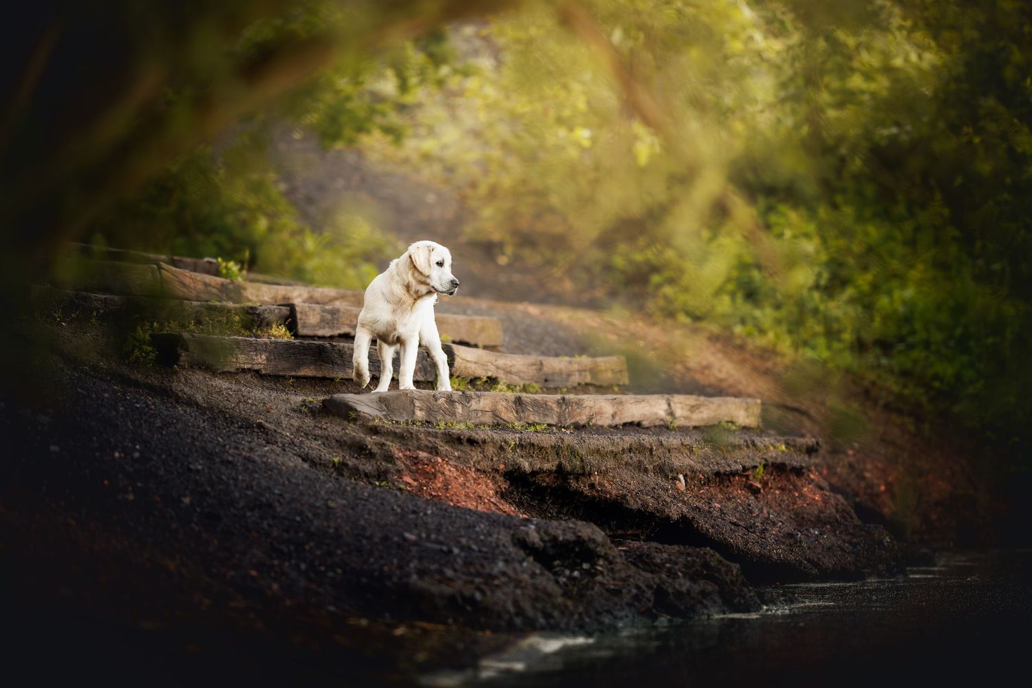 White dog standing on rocky riverbank in ethereal forest setting.