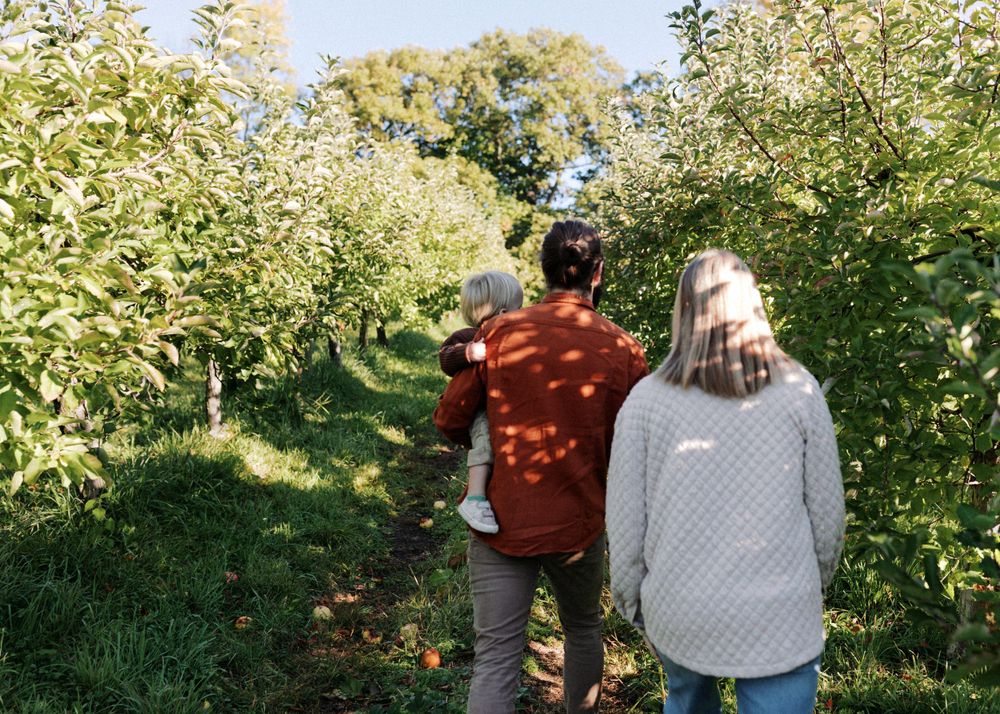A couple walks through an apple orchard on a sunny autumn day.