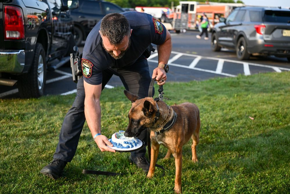 Police officer in uniform feeds a Belgian Malinois K9 dog from a decorative plate on green grass near patrol vehicles.