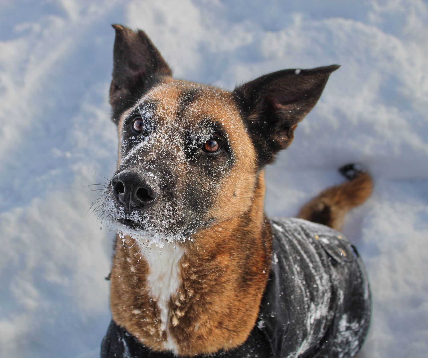 Brown and black dog with snow on face wearing jacket in winter snow.