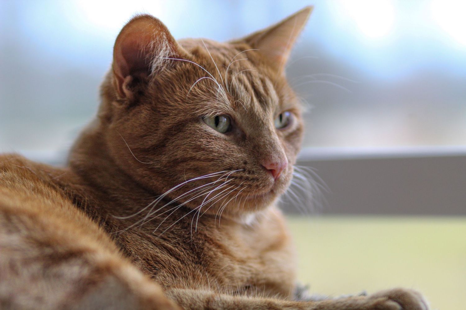 Orange tabby cat resting and gazing thoughtfully in soft natural indoor lighting.