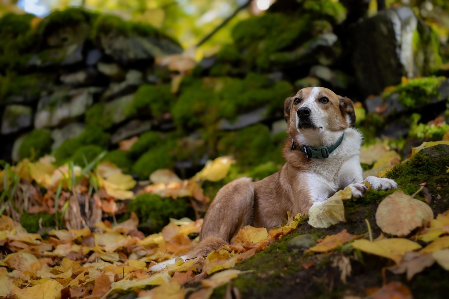 Photograph of a Welsh Sheepdog by Woodland Workbench