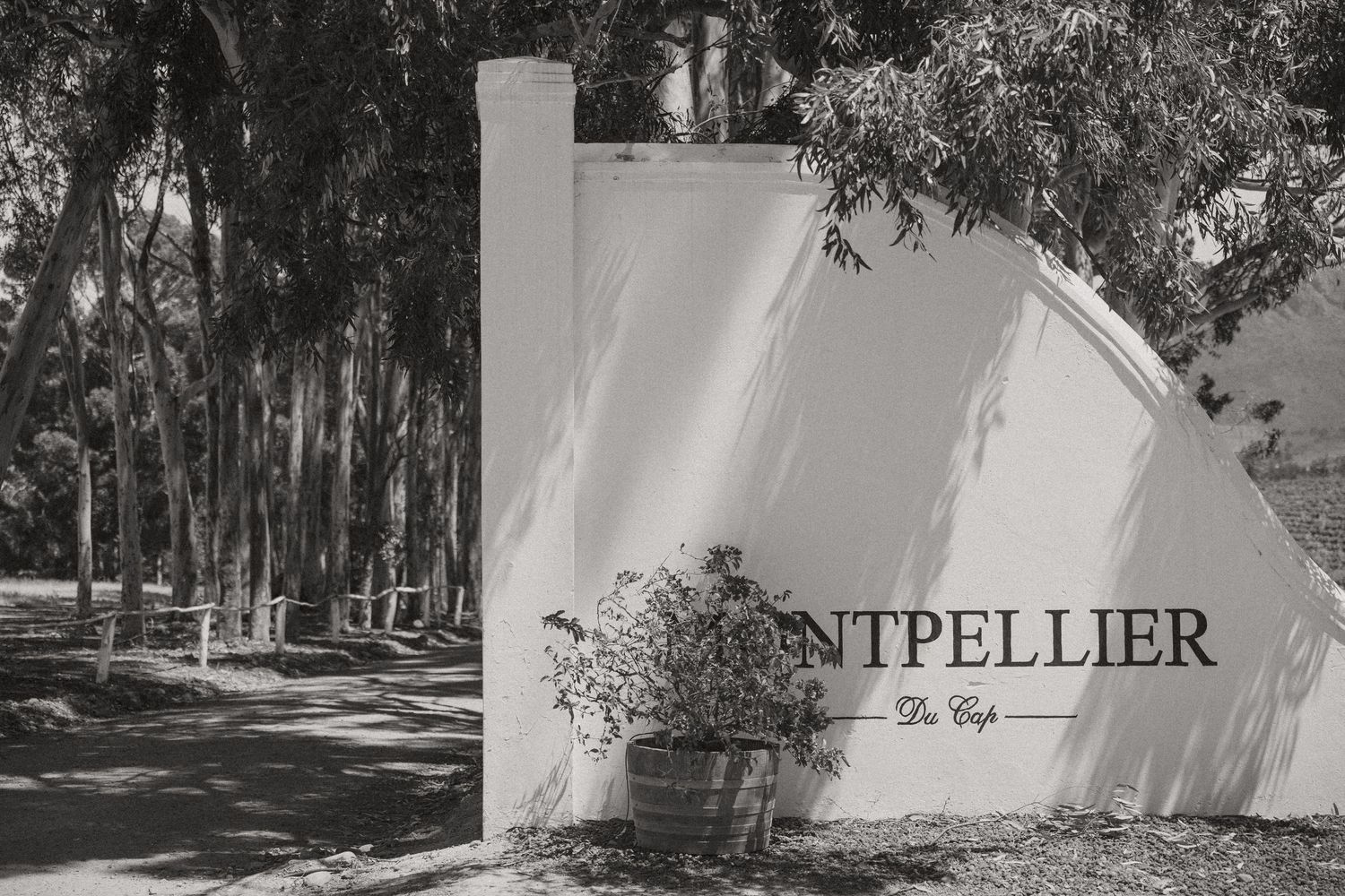 Jenny and Tobias at Montpellier wedding photos capturing celebrations and beautiful portraits with Christene de Coning Photography