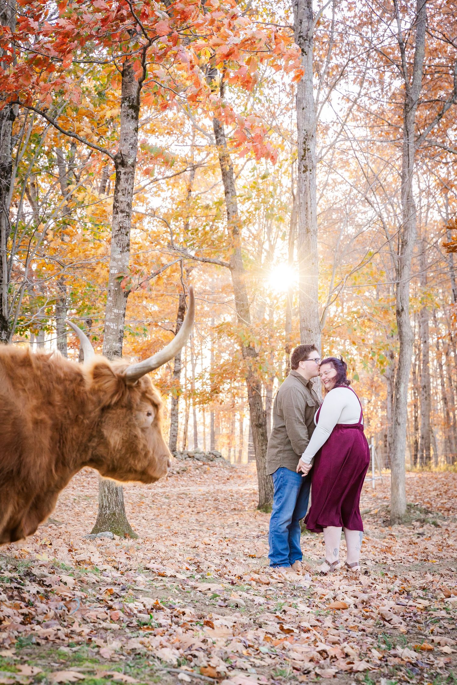 Highland cow photobombs an intimate autumn forest engagement photo with golden sunlight.