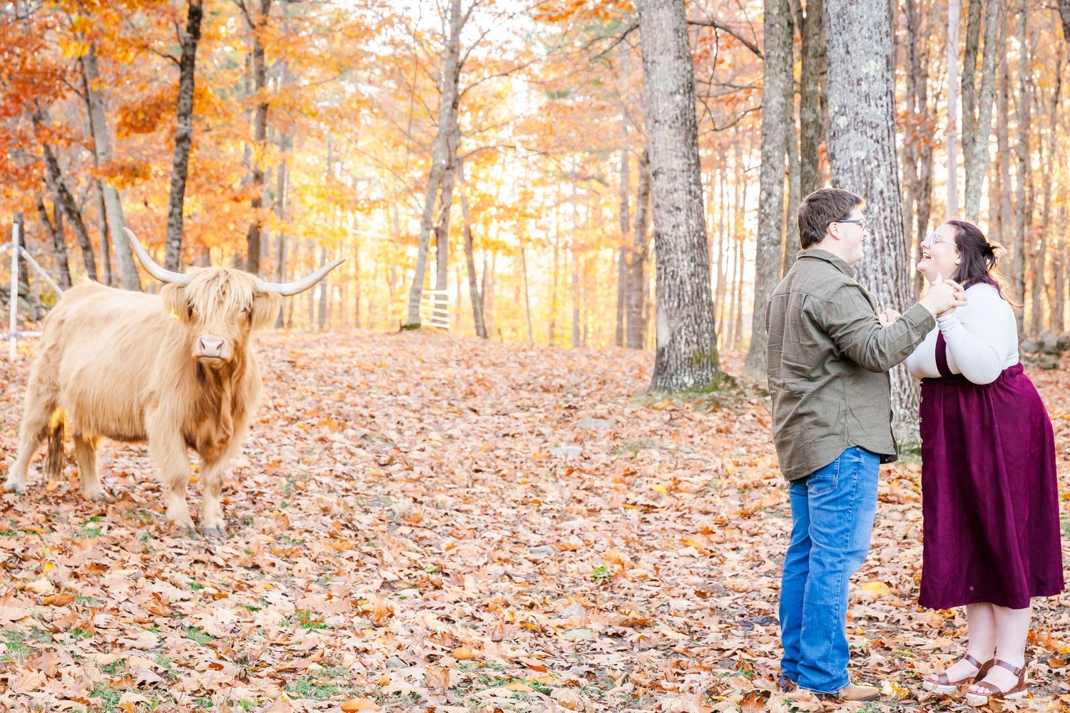 Highland cow stands nearby while couple shares a moment in fall forest with orange leaves.