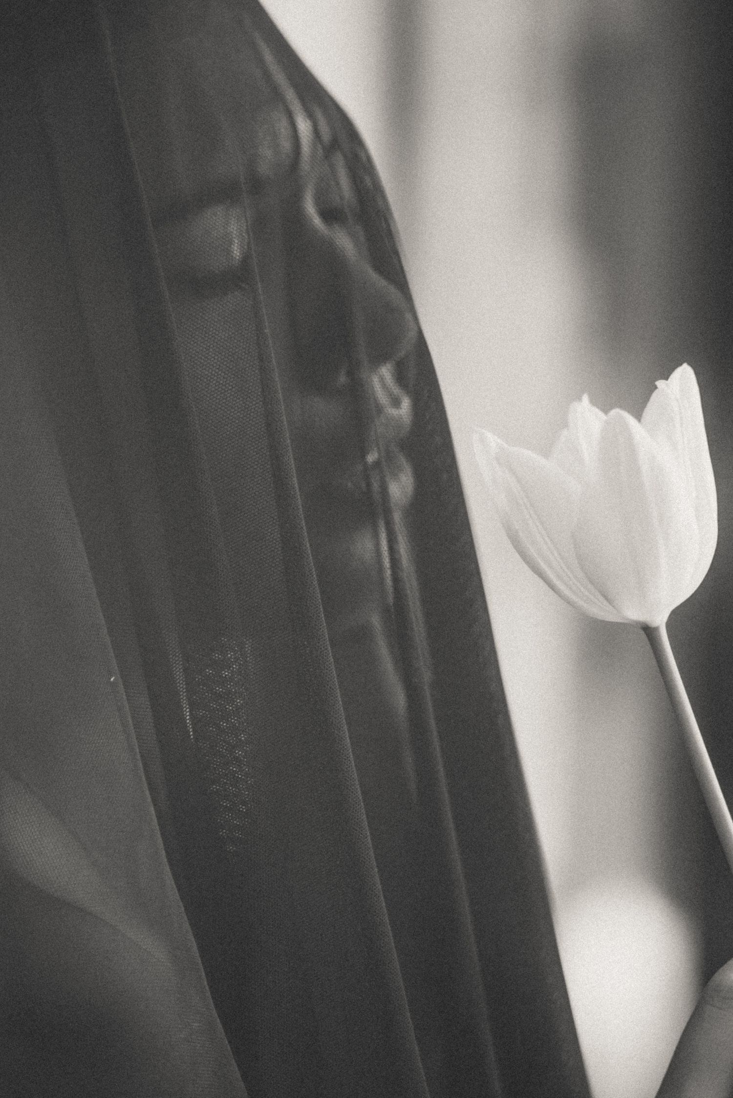 Black and white photograph of a single white tulip against a blurred background.