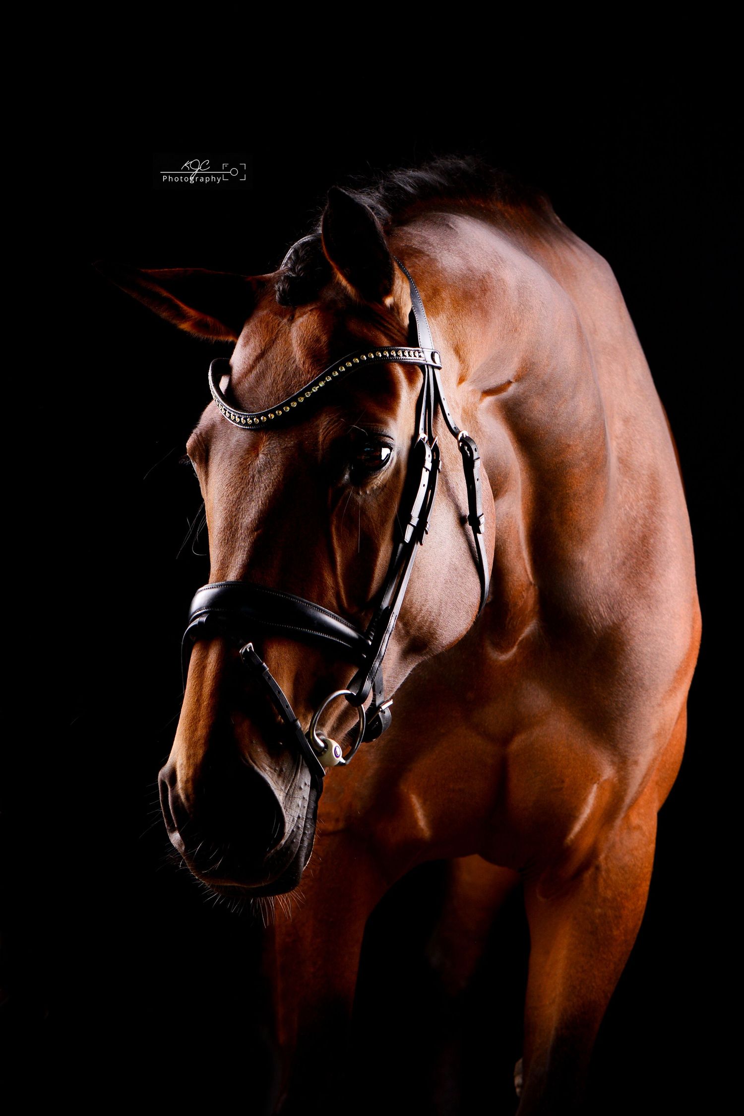 Fine Art fotosessie met bruin paard met hoofdstel