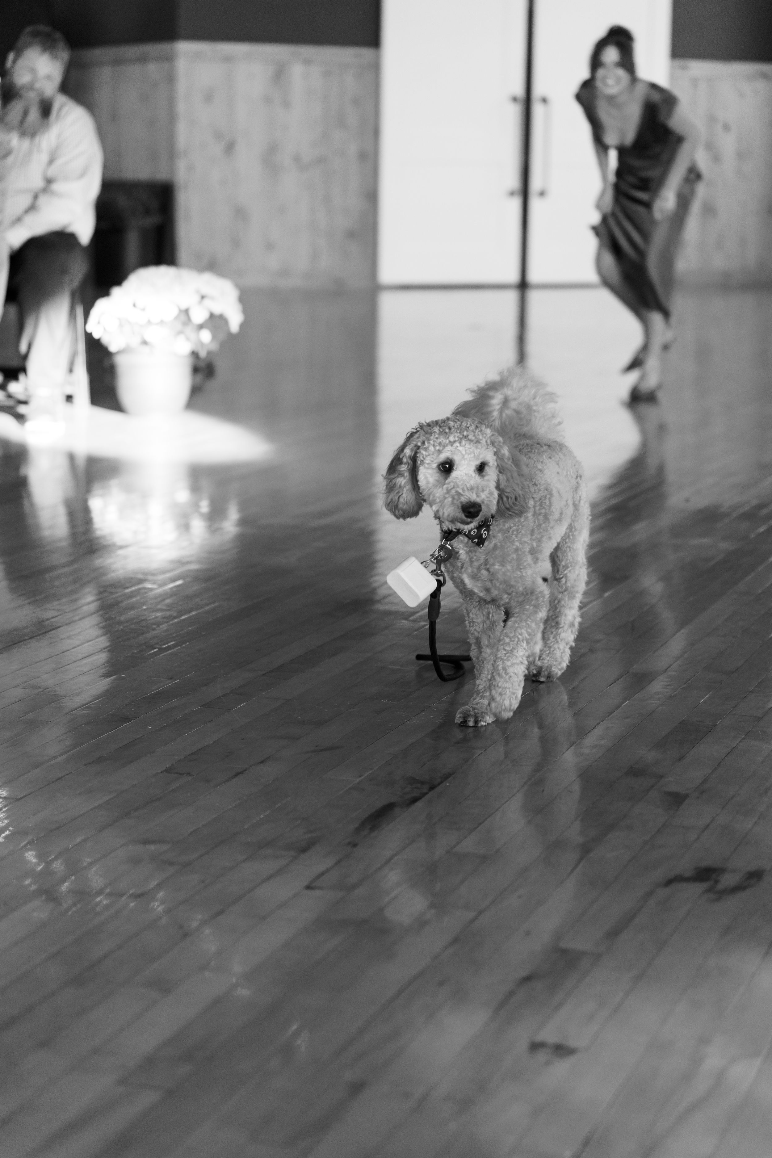 A small white poodle runs playfully across a wooden floor in a sequence of five action shots.