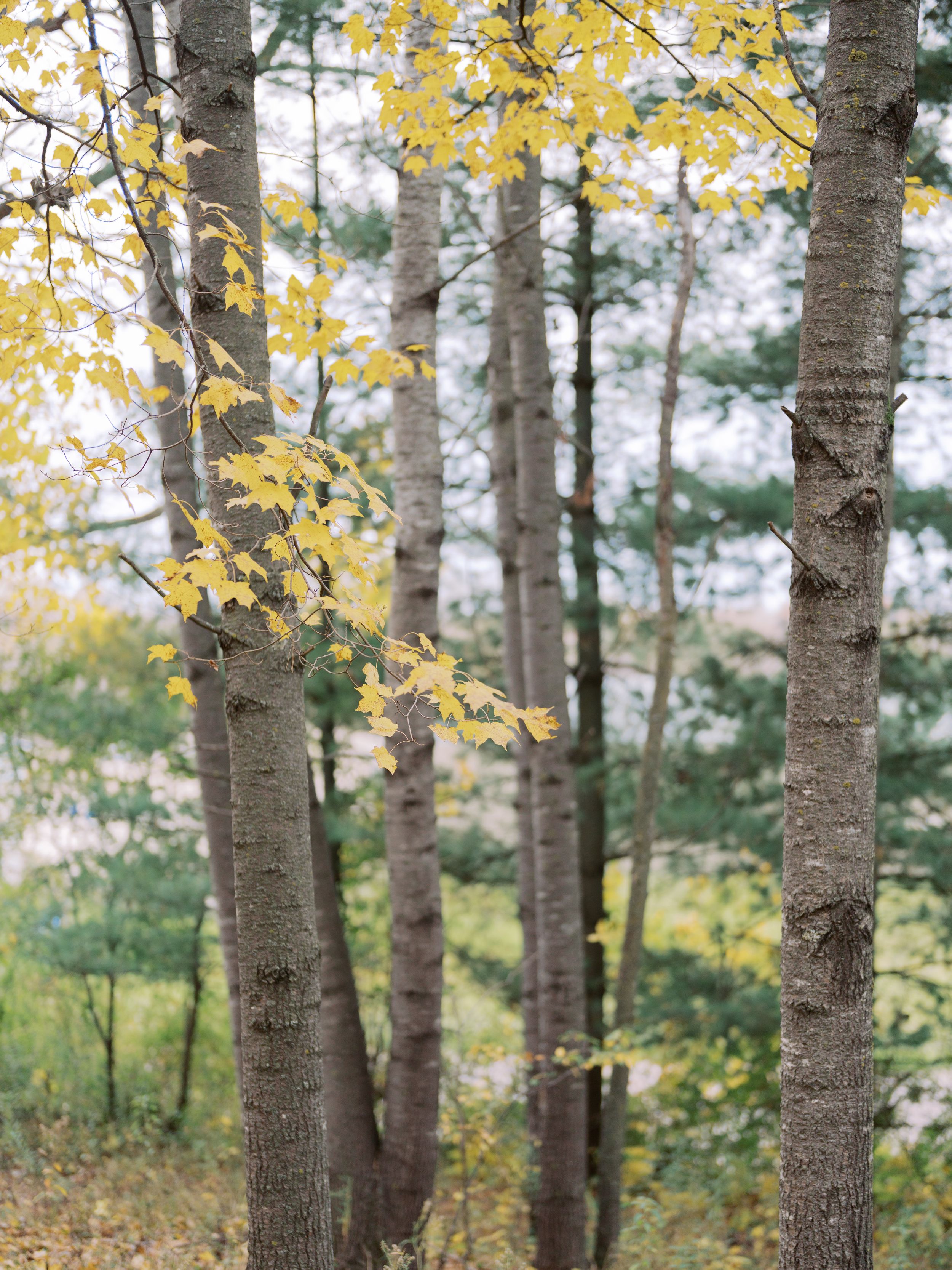 Birch trees with yellow autumn leaves stand tall in a misty forest during fall season.