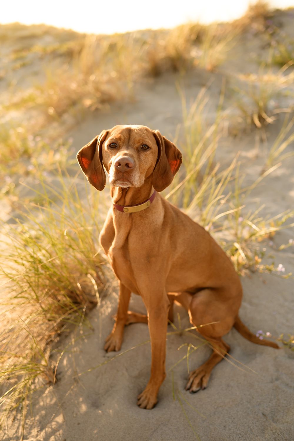 dog poses in sand dunes and grass during his parents newborn beach photoshoot in Ventura, by Ventura photographer