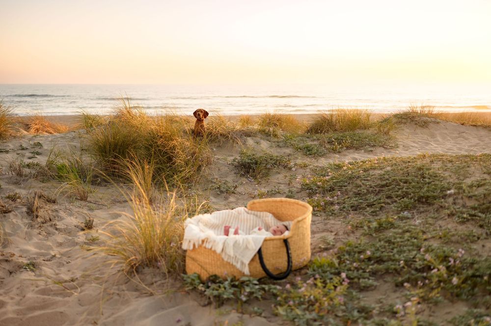 Newborn baby lying in woven Moses basket on the Ventura sand dunes, during a golden hour beach newborn photoshoot by a Ventura photographer