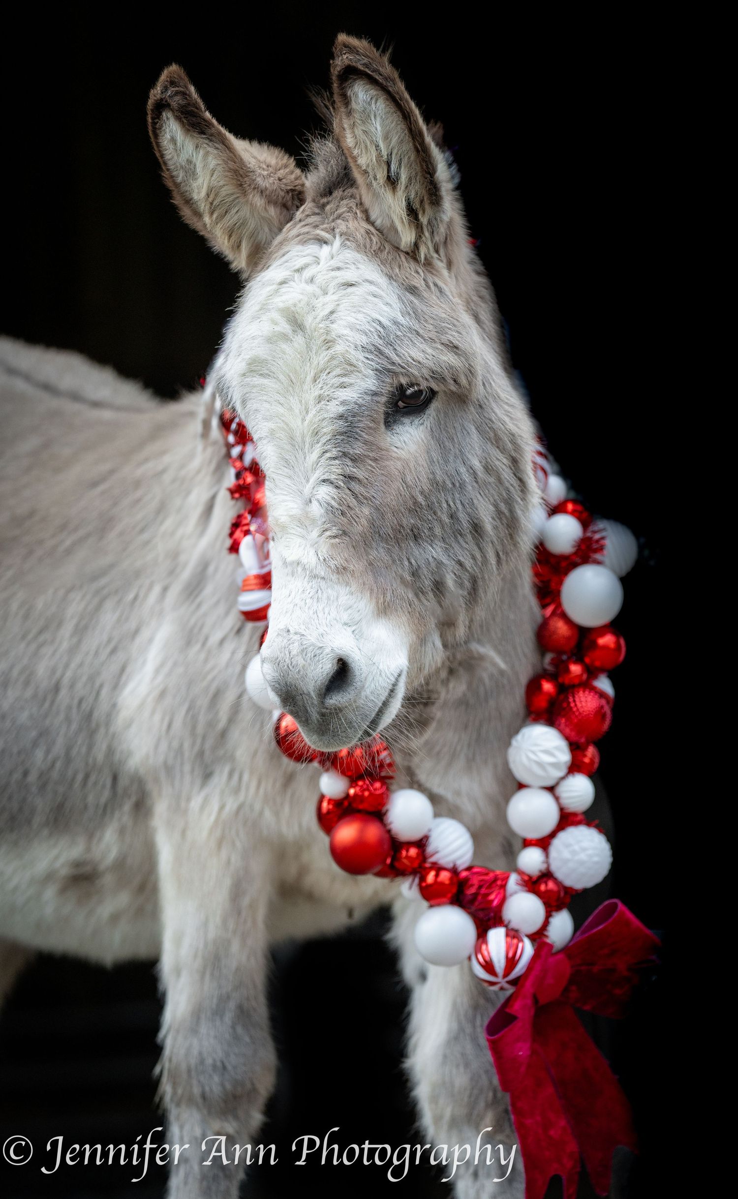 A white baby goat wearing a festive red and white Christmas necklace garland poses against a dark background.