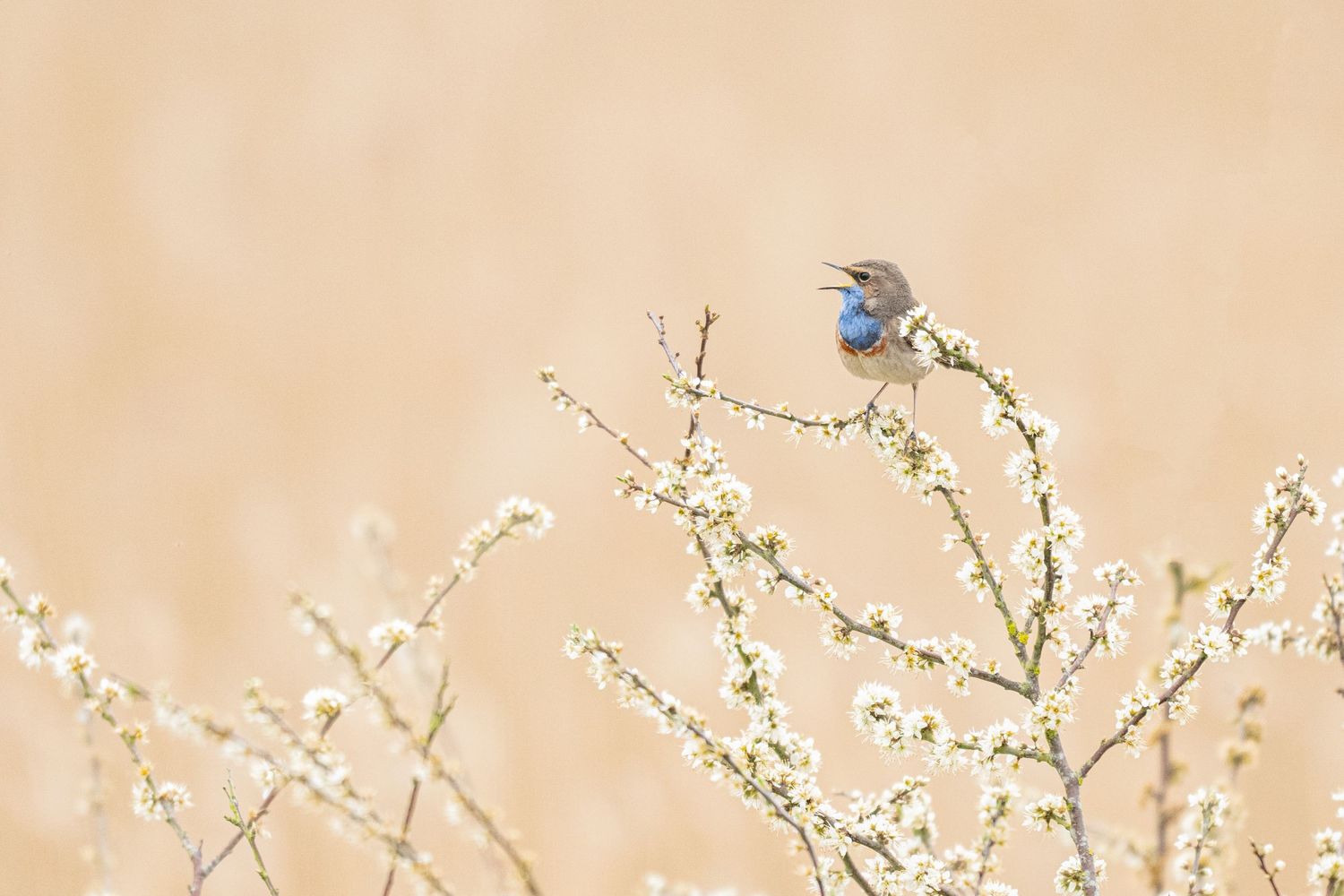 séjour photo faune sauvage baie de somme oiseaux migrateurs gorge bleue sur arbre en fleur avril