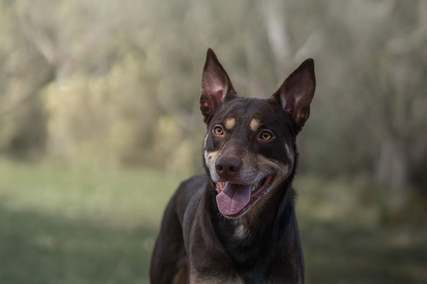 Australian kelpie at a outdoor dog photography session in Geelong