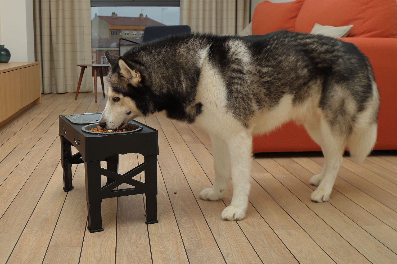 Product photo for dog products lifestyle with pet model in Europe, BOAfoto in Spain