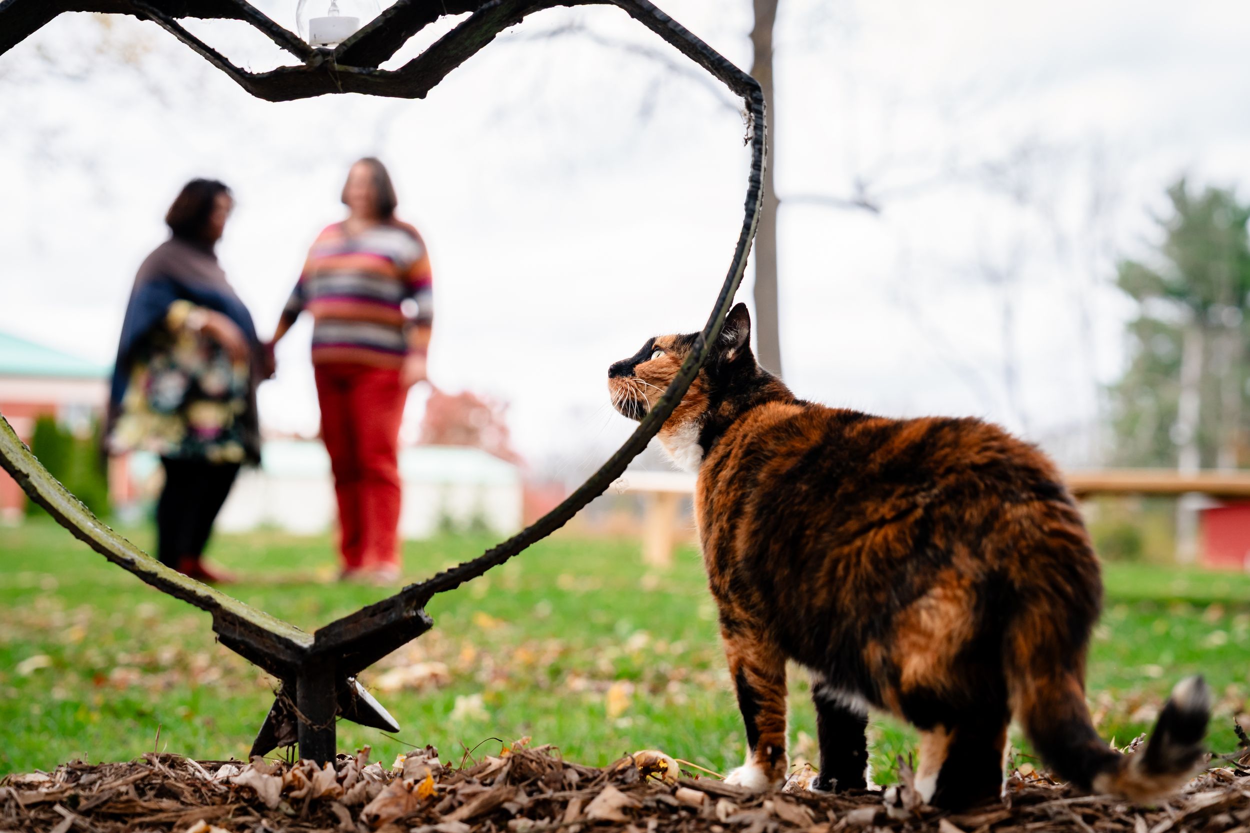 Brown dog plays with people near trees and red barn on autumn day.