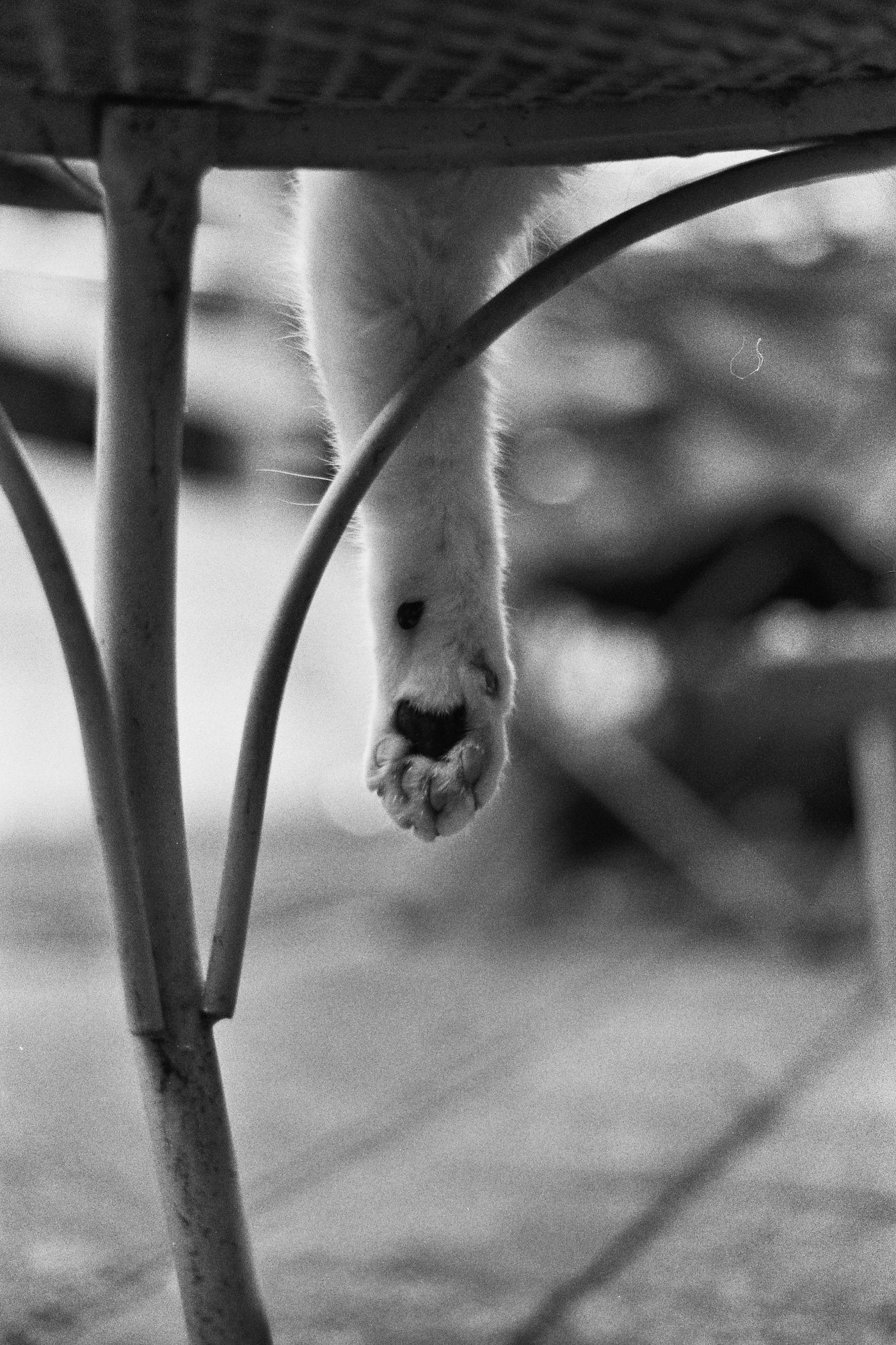 Black-and-white photo of a cat’s white paw dangling from beneath a wicker chair, capturing quiet domestic charm and minimalist stillness.