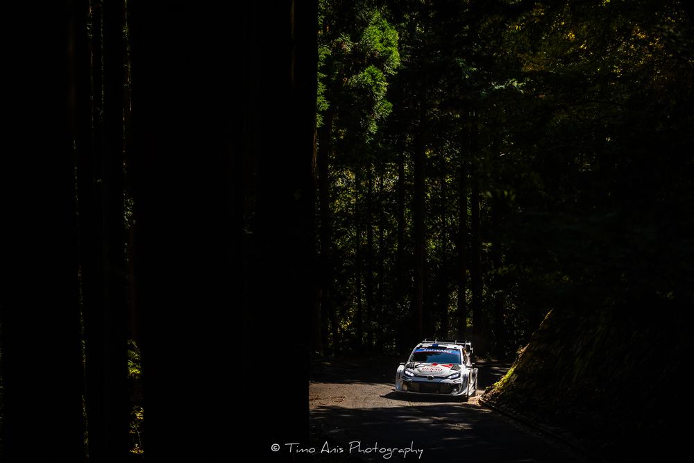 A deer stands alert in a dark forest with sunlight filtering through the trees and a car visible in the background.
