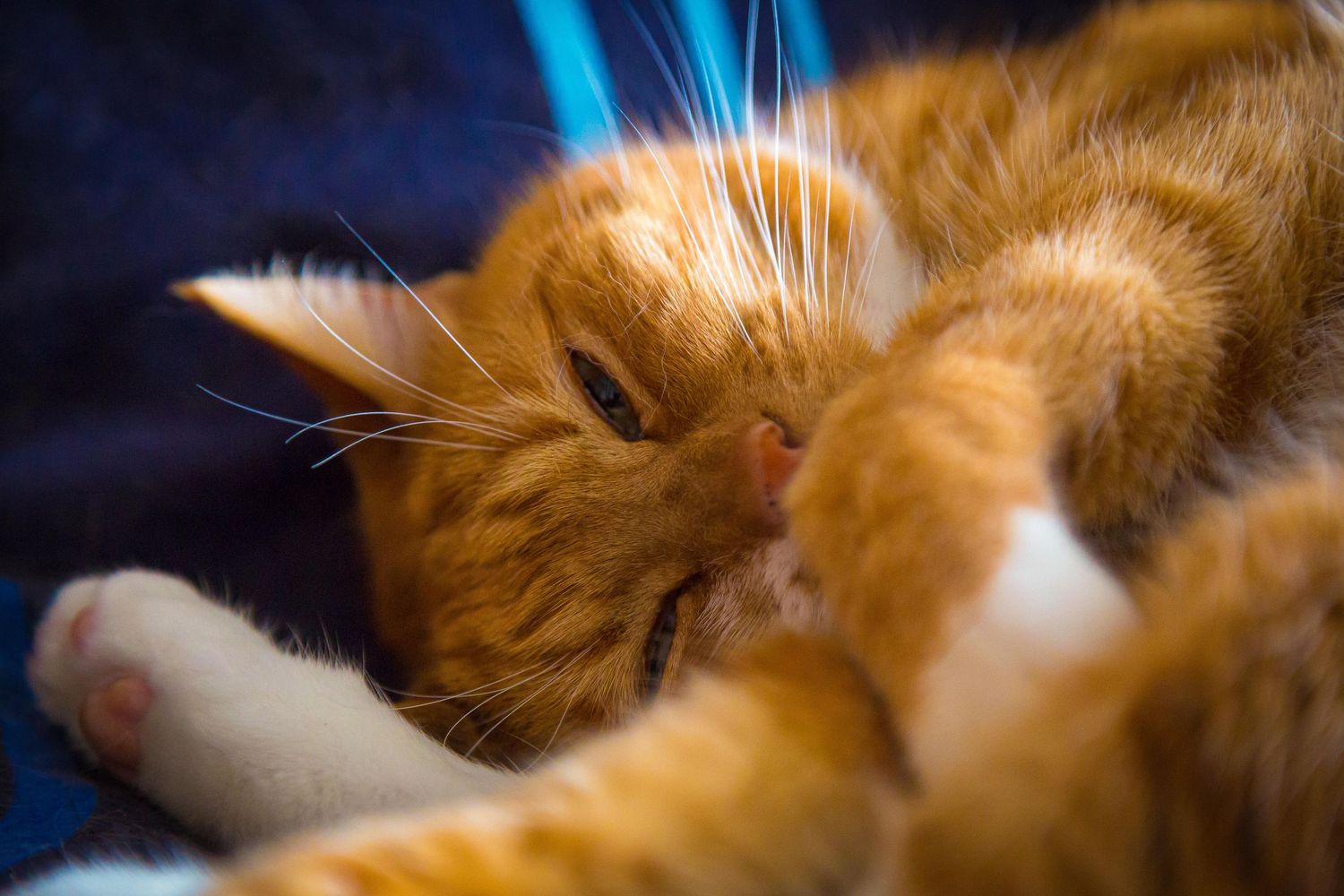 Ginger cat on bed from Beautiful Pet Portraits