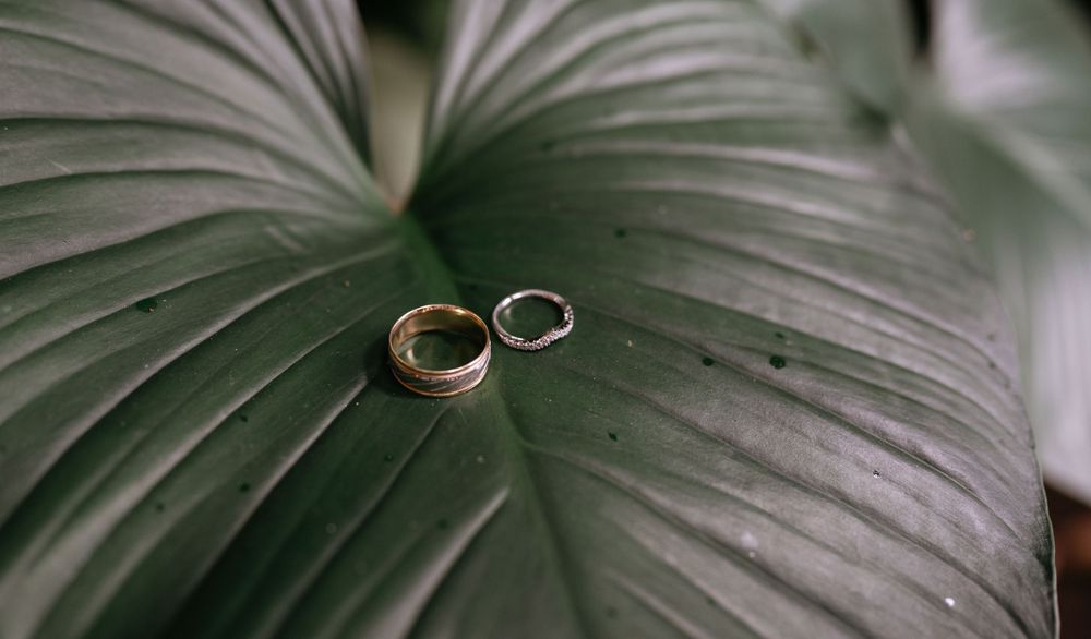 Wedding rings photographed on a tropical leaf with artistic lighting.