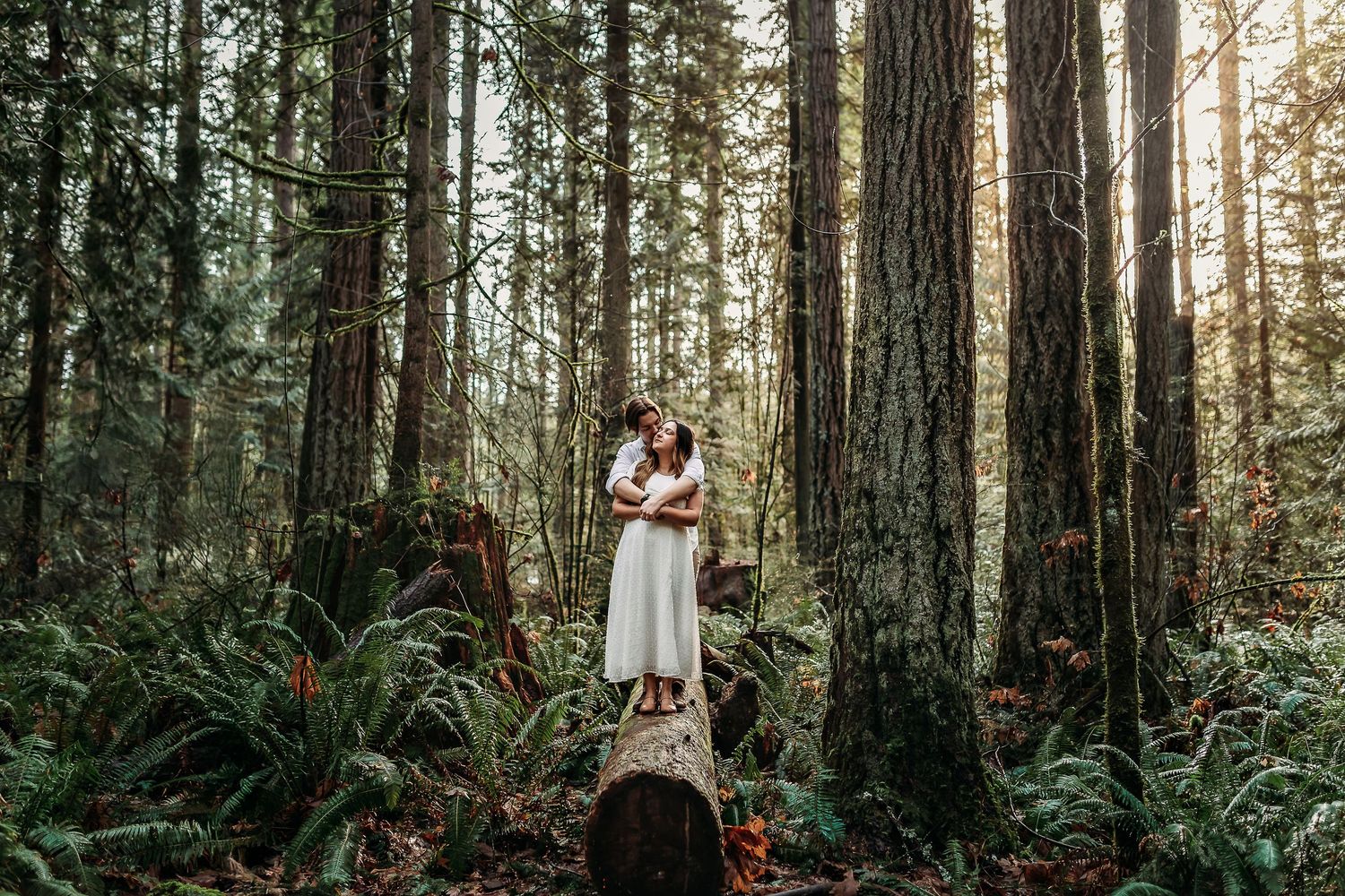 Tall evergreen trees in dense forest with sunlight filtering through branches.