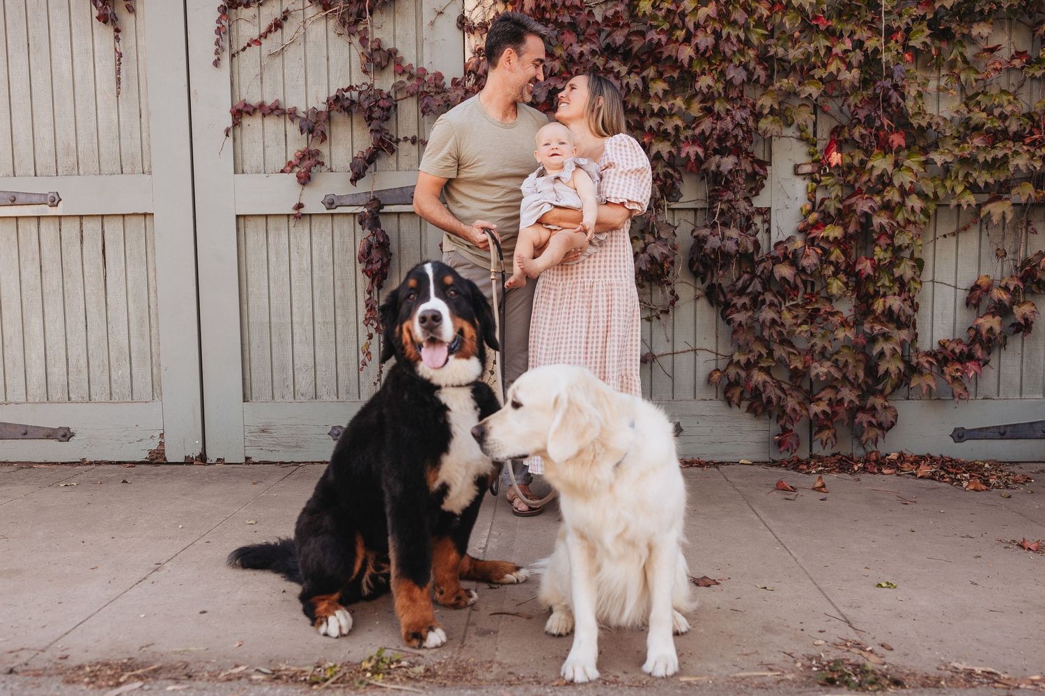 Dog owners pose with their Bernese Mountain Dogs and other large breeds against an ivy-covered wall outdoors.