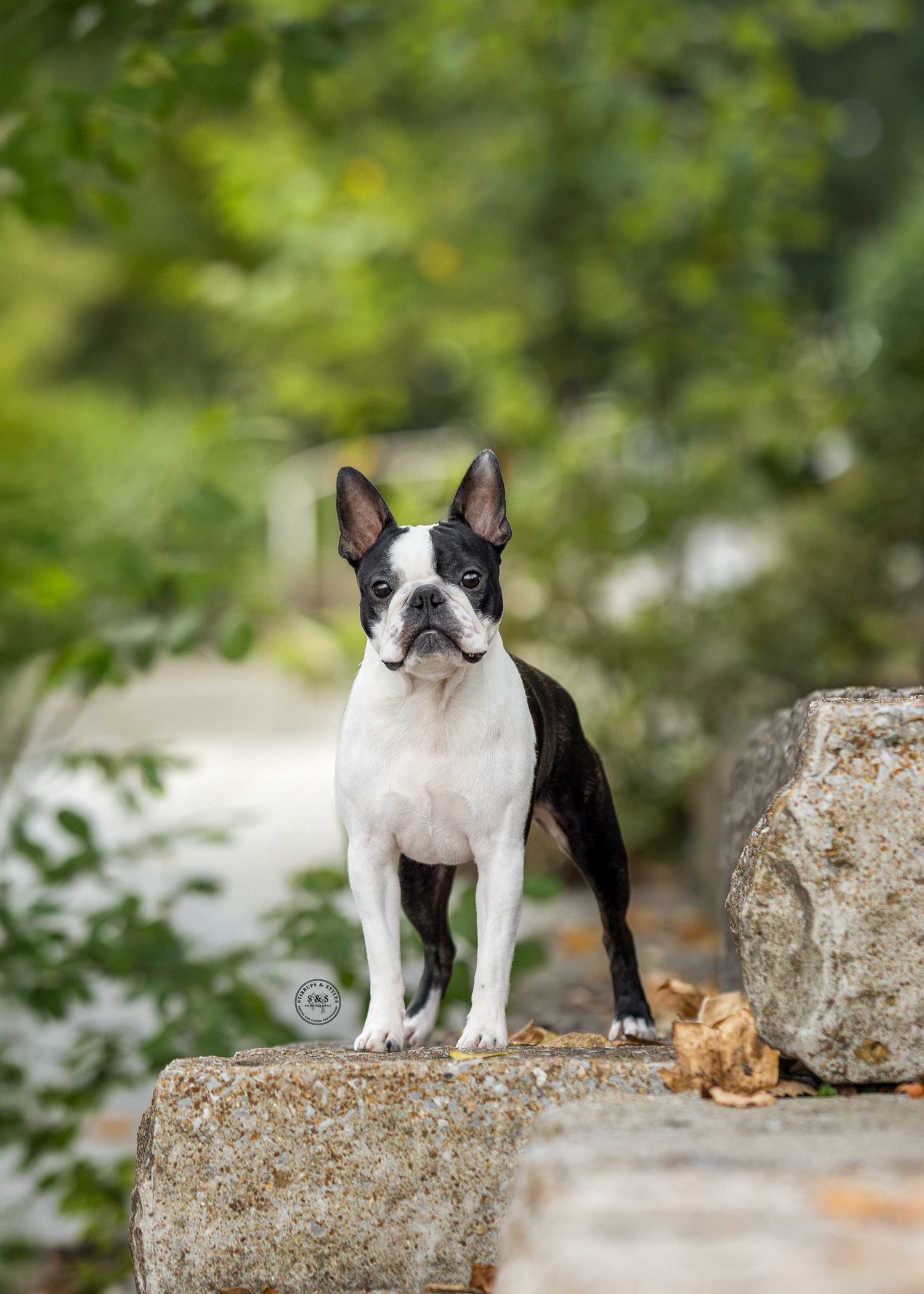 Two French Bulldogs, black and white in color, stand on a rocky surface amidst green foliage with a ginger cat nearby.
