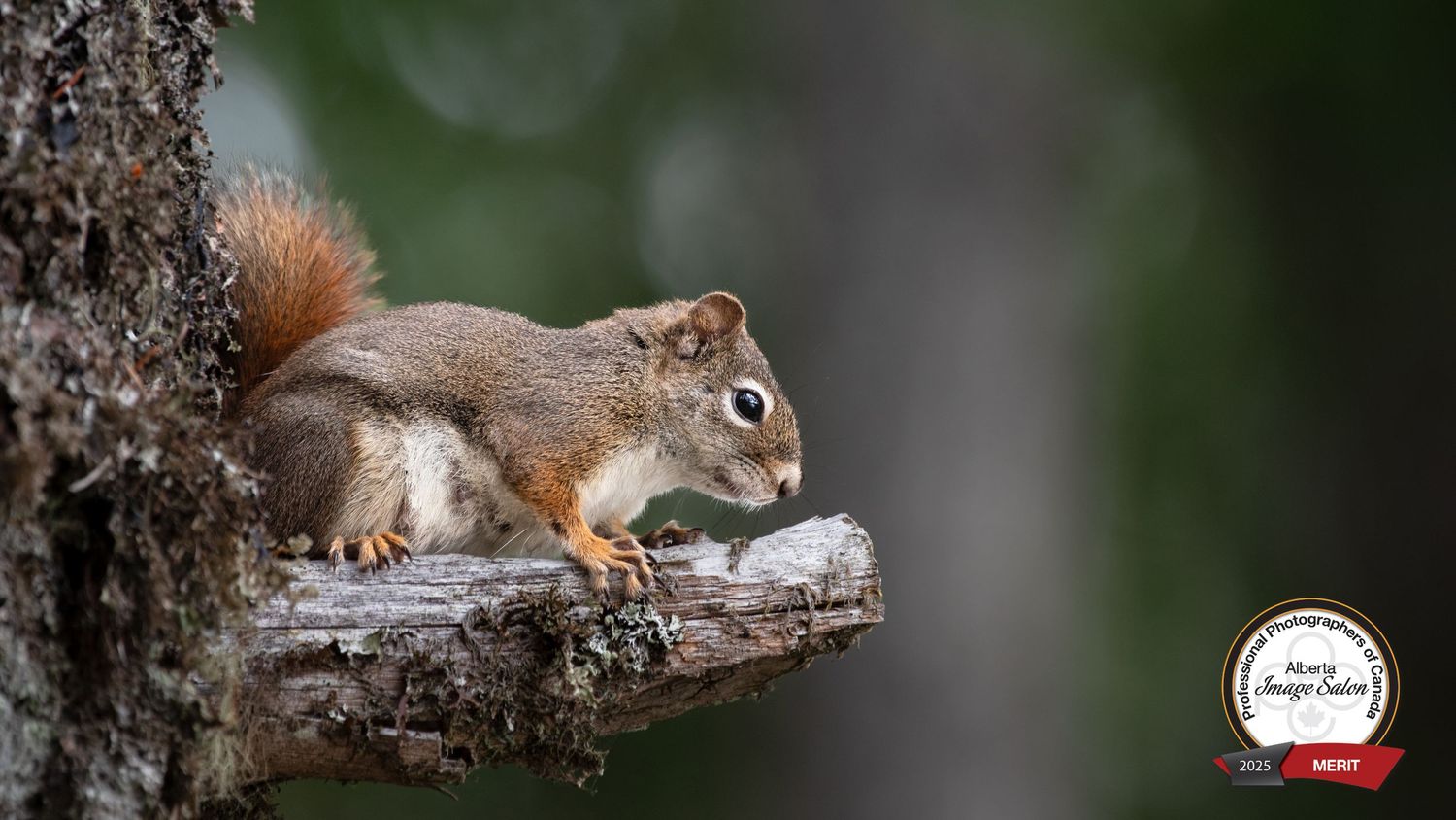 Red squirrel perches on fallen tree branch against blurred green forest background.