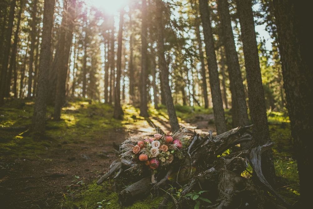 Sunlight streams through tall evergreen trees in a tranquil forest with sunburst effect Banff Micro Wedding Photographer