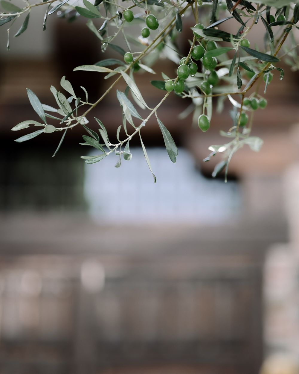 Delicate olive tree branches with silver-green leaves hanging against a soft blurred background.