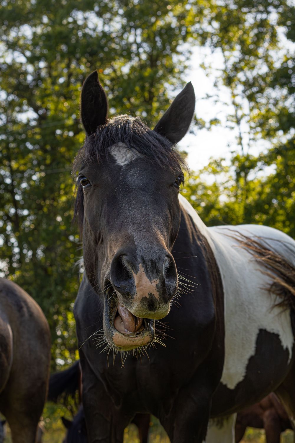 Dark horse with open mouth chewing, standing outdoors with trees in background.