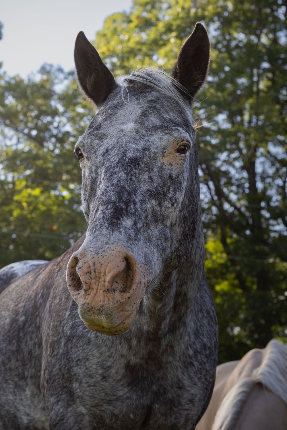 Gray speckled horse portrait with trees and sky in background on sunny day.