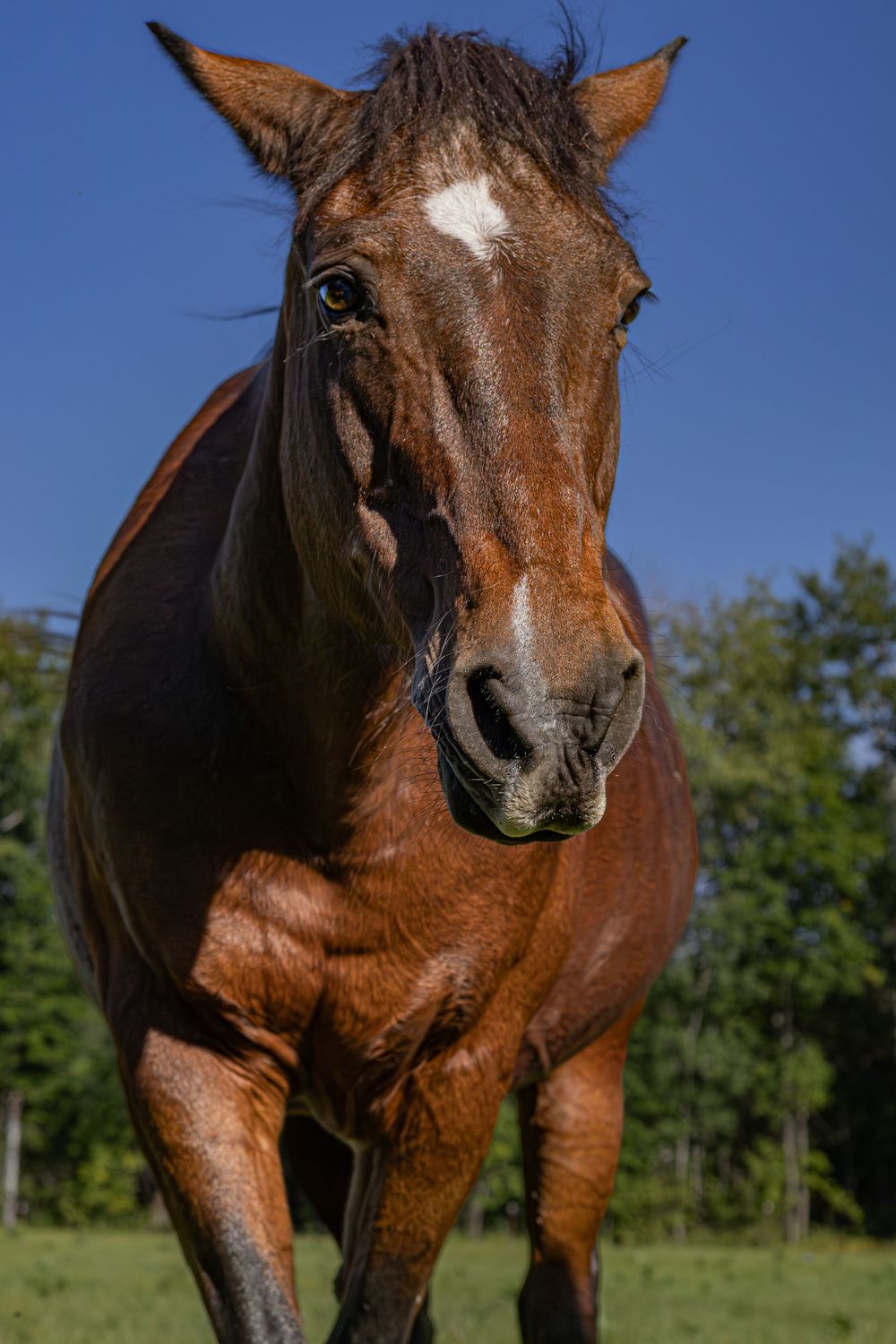 Chestnut brown horse walking toward camera in sunny green field with blue sky.