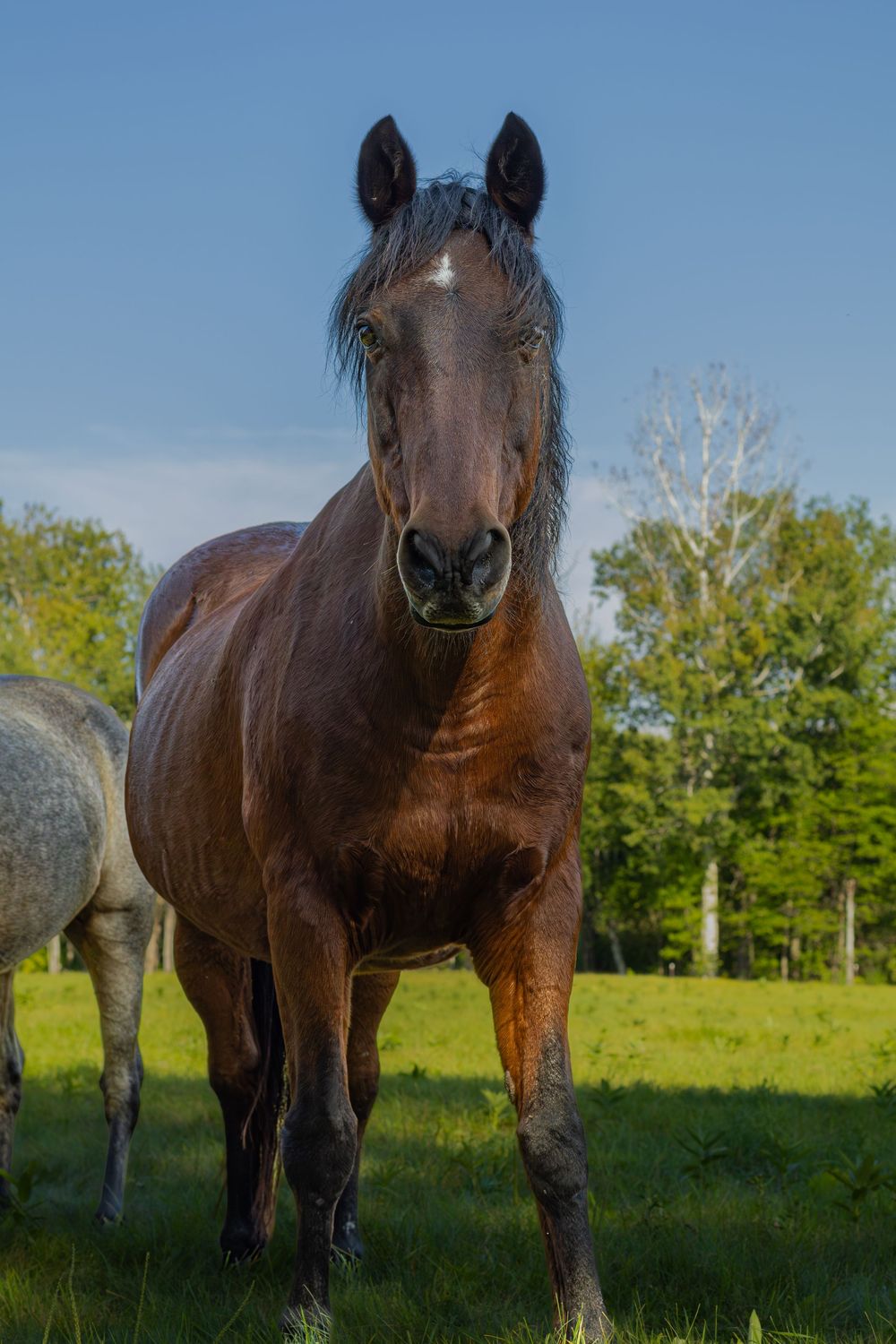 Dark bay horse standing in green pasture with trees and blue sky background.