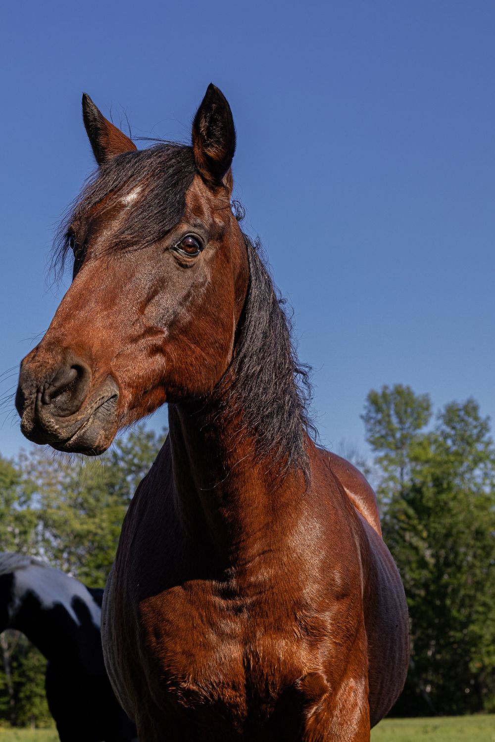 A majestic bay horse with a black mane stands in a sunny field with green trees and blue sky background.