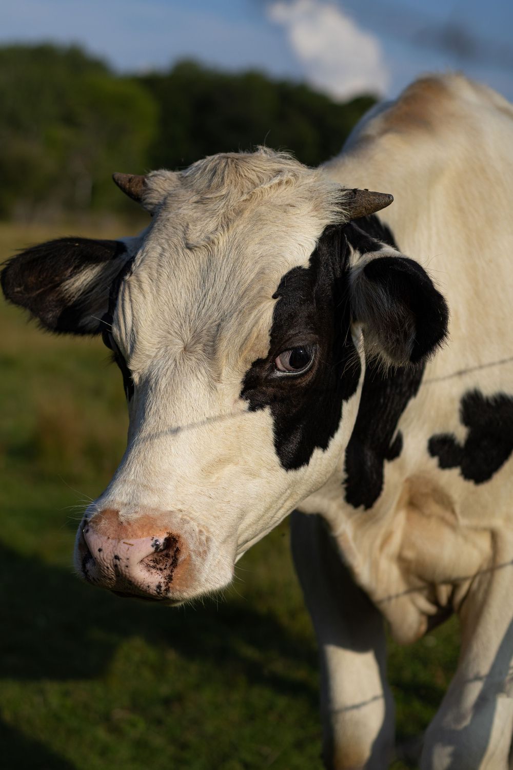 Close-up portrait of a young black and white Holstein calf standing in a green field.