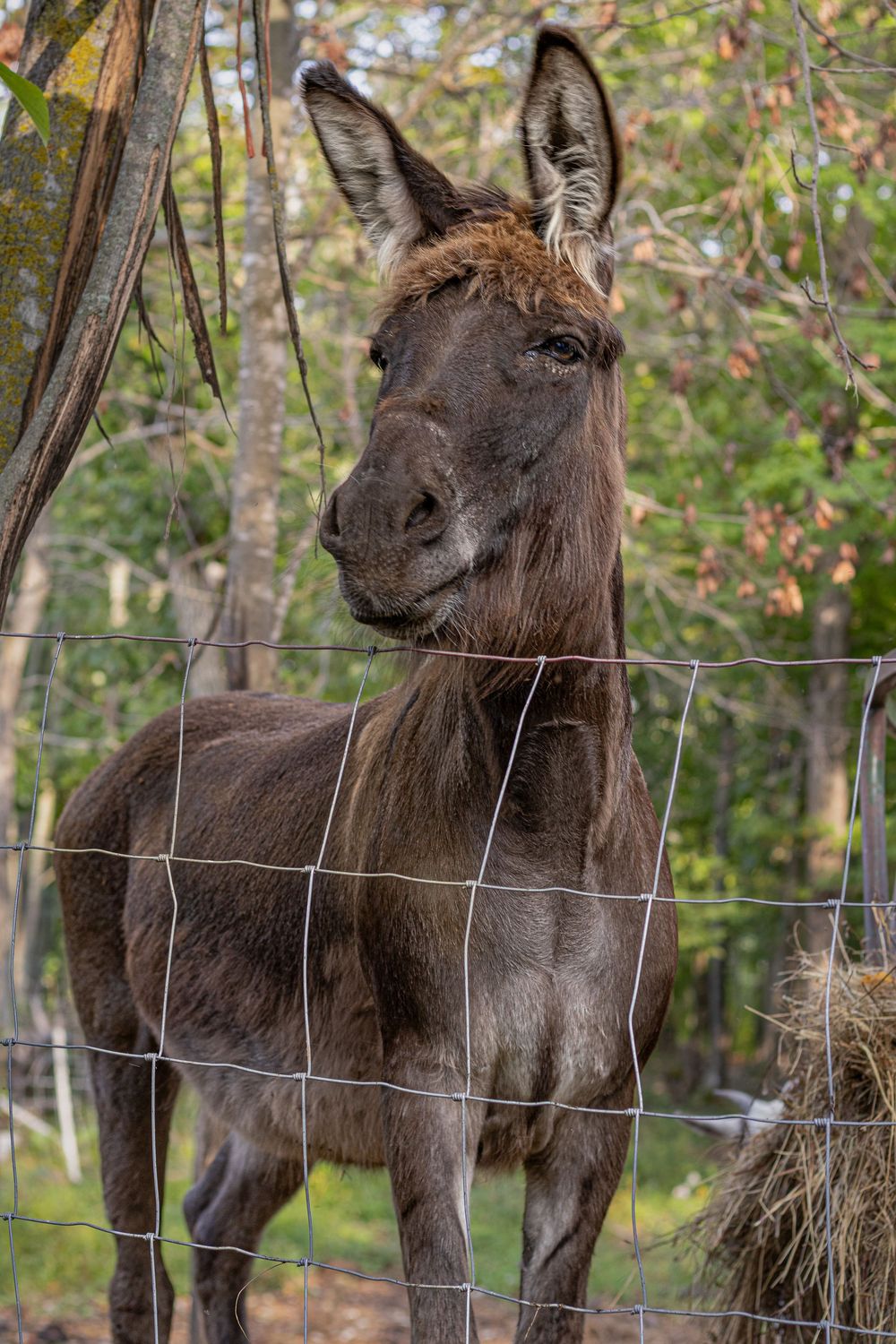 A dark brown donkey stands behind a wire fence surrounded by autumn trees in a wooded enclosure.