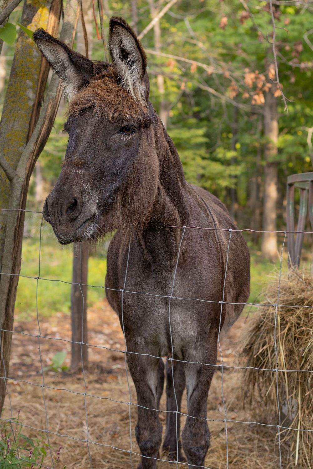 A dark brown donkey stands beside a wire fence next to a hay bale in a wooded area.