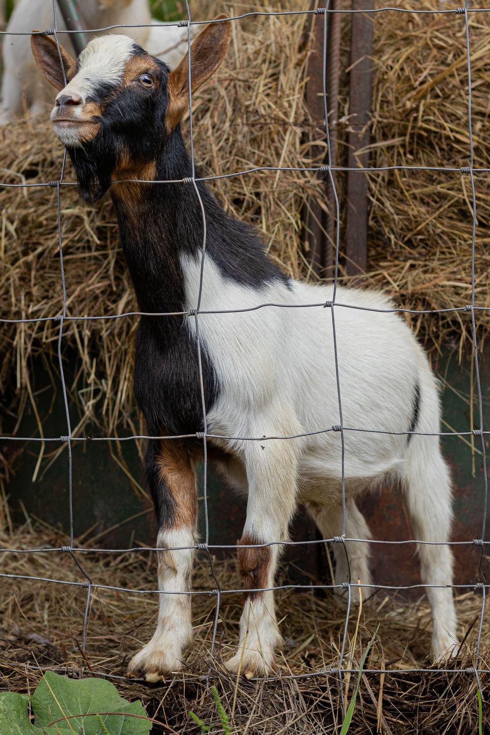 A tricolor black, white, and tan baby goat stands in front of a hay bale behind a wire fence.