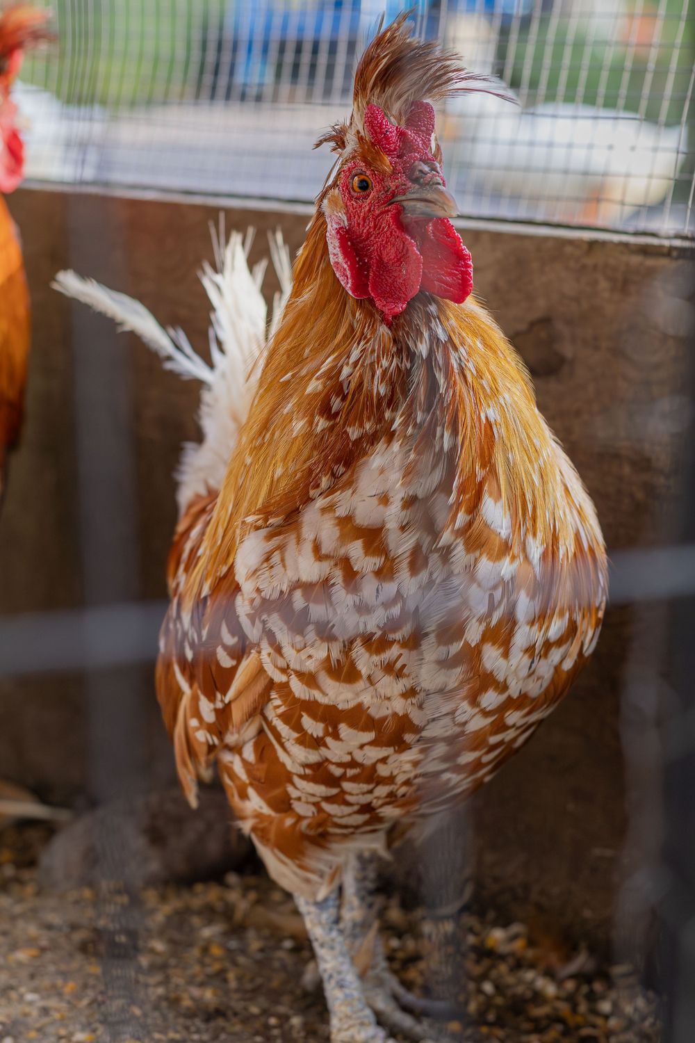 A golden and white speckled rooster with a red comb stands alert inside a wire enclosure.