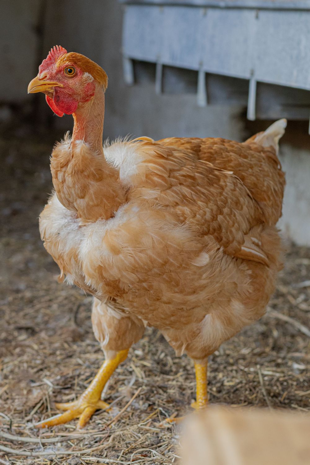 A golden-brown hen with a red comb stands on straw inside a rustic farm chicken coop.