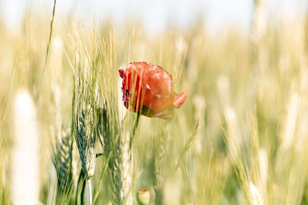 Wild red poppies growing among golden wheat stalks in a summer field.