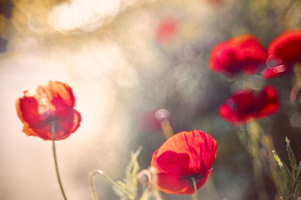 Red poppy flowers bloom in sharp focus against a softly blurred natural background.