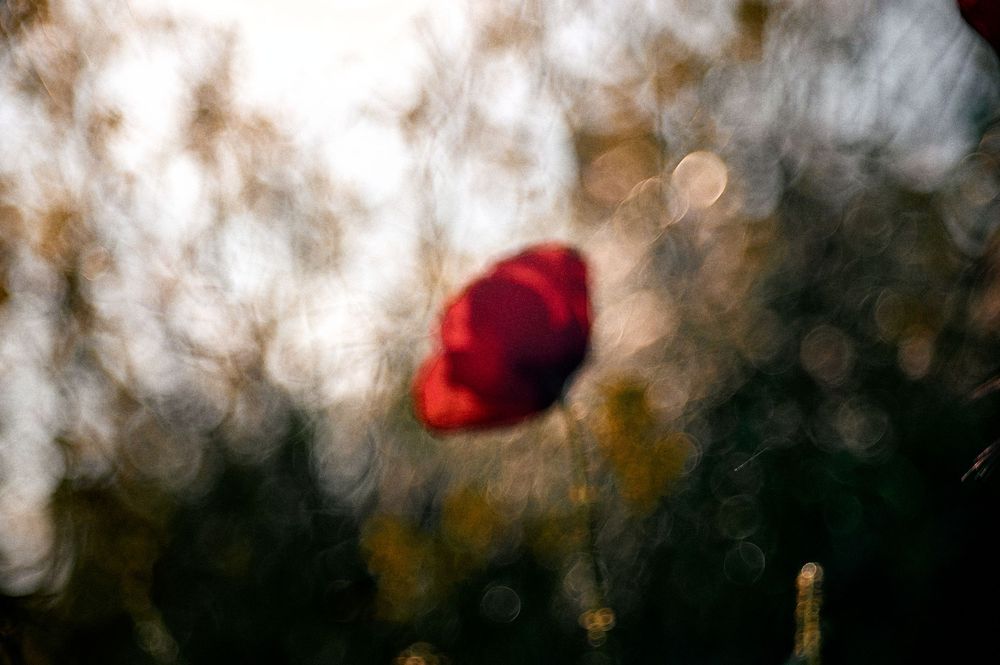 Delicate poppies stand against a misty white background creating a dreamy natural scene.