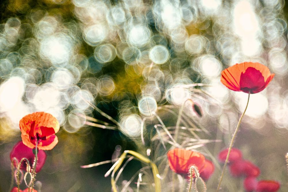 Bright red poppies with light bokeh effects creating a magical garden atmosphere.