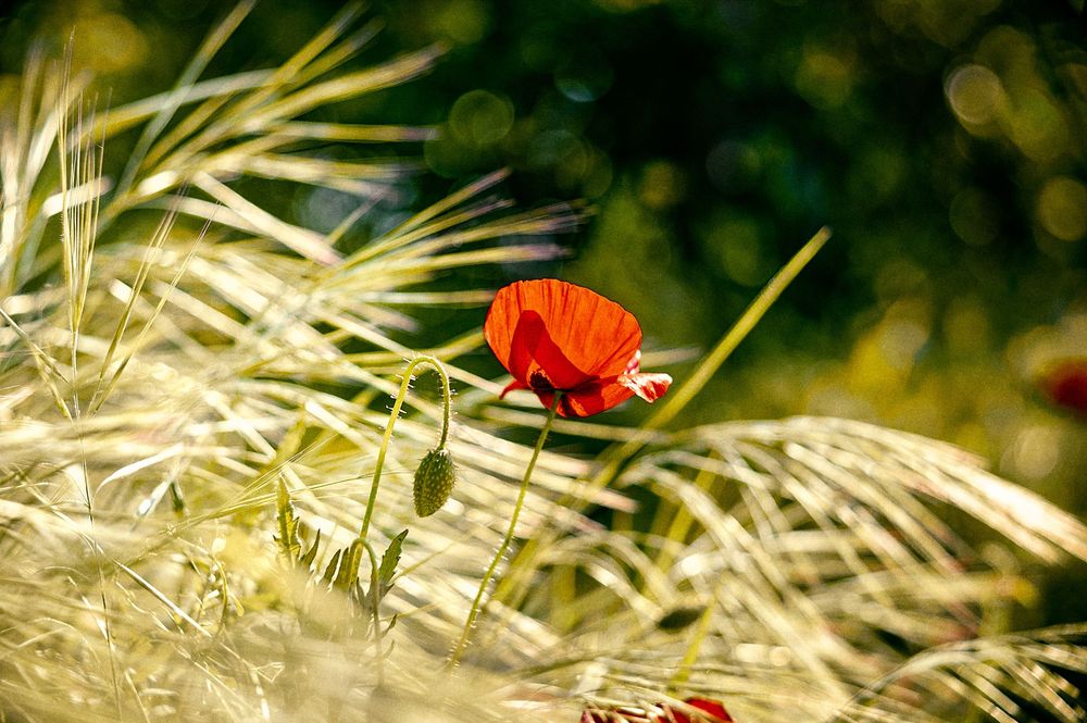 Red poppy flowers contrast against green grass with beautiful natural bokeh effects.