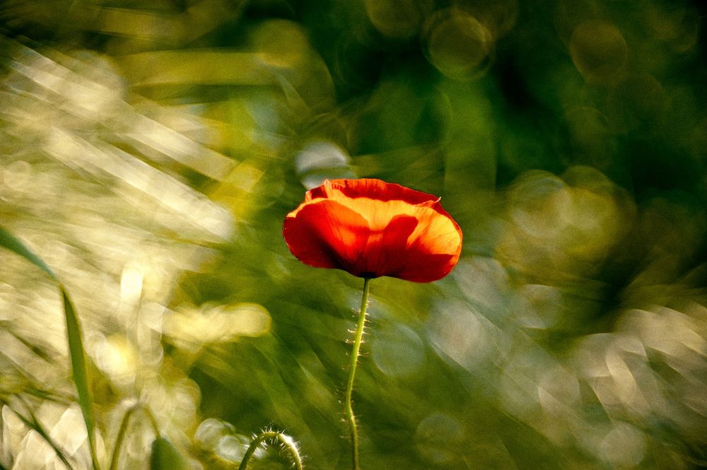Vibrant red poppies scattered among green grass in soft natural lighting.