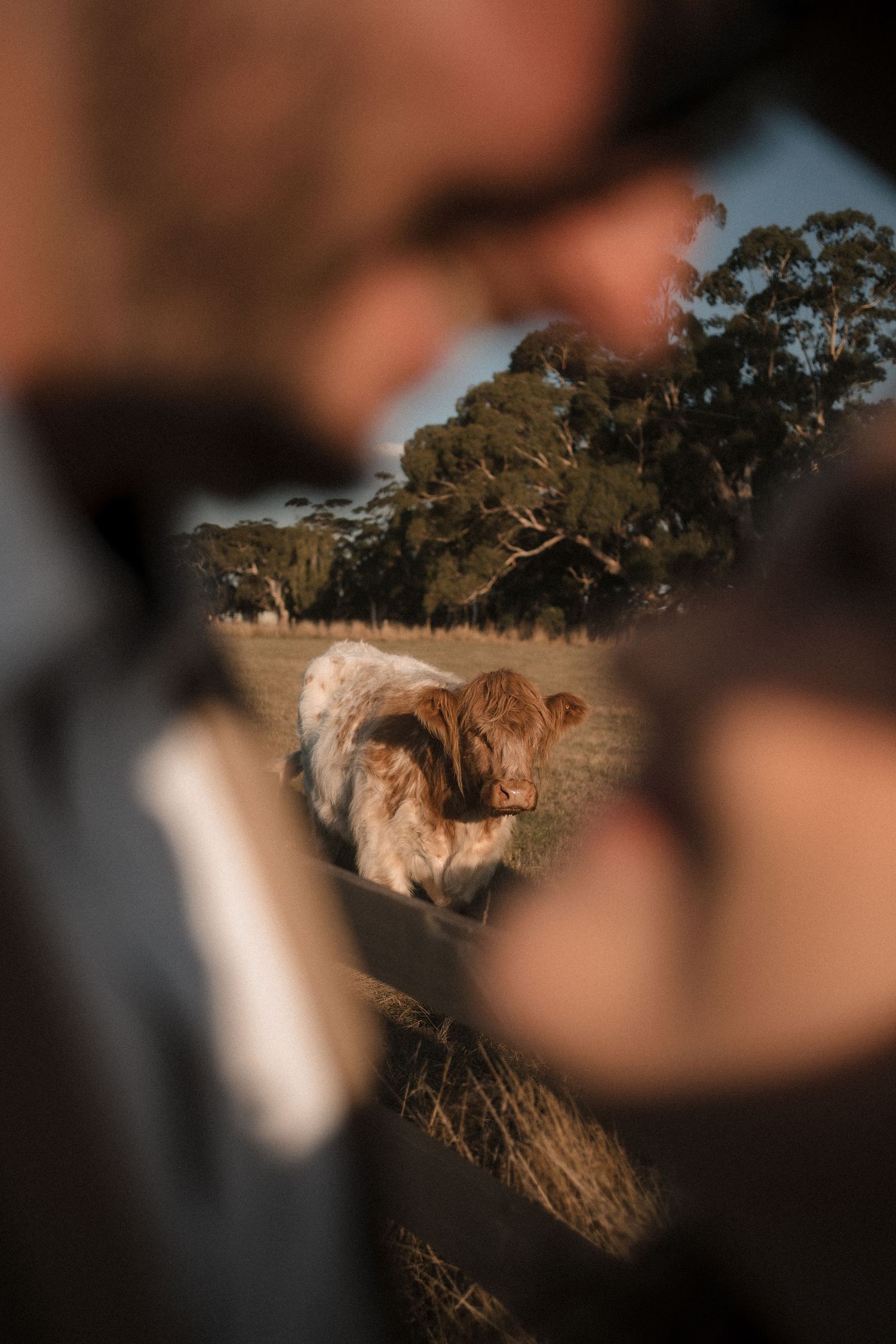 A blurred foreground frames a distant landscape with trees and sunlit terrain in golden evening light.